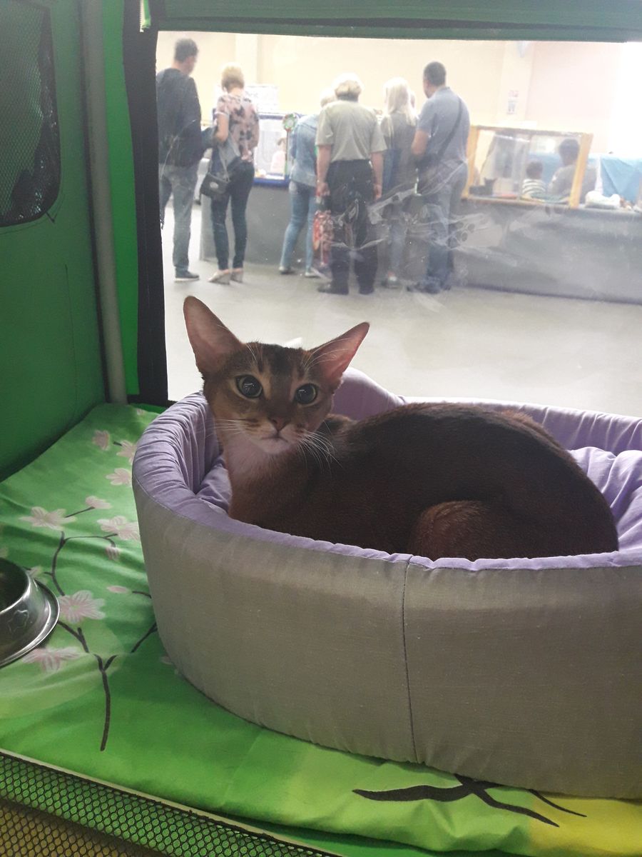 Abyssinian cat in a cot at the show