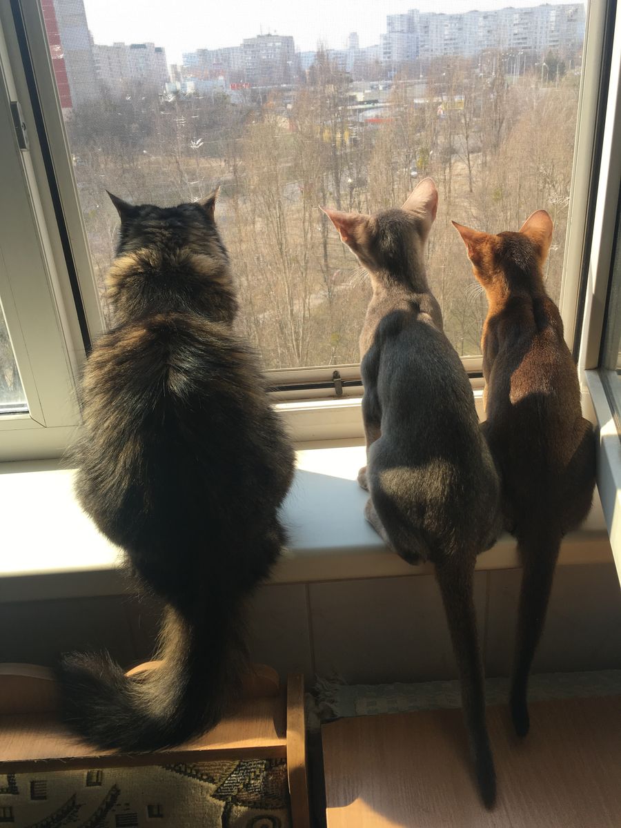 Кішки дивляться у вікно