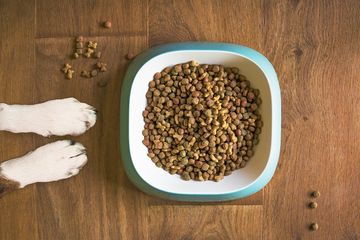 Dog food is not desirable for cats