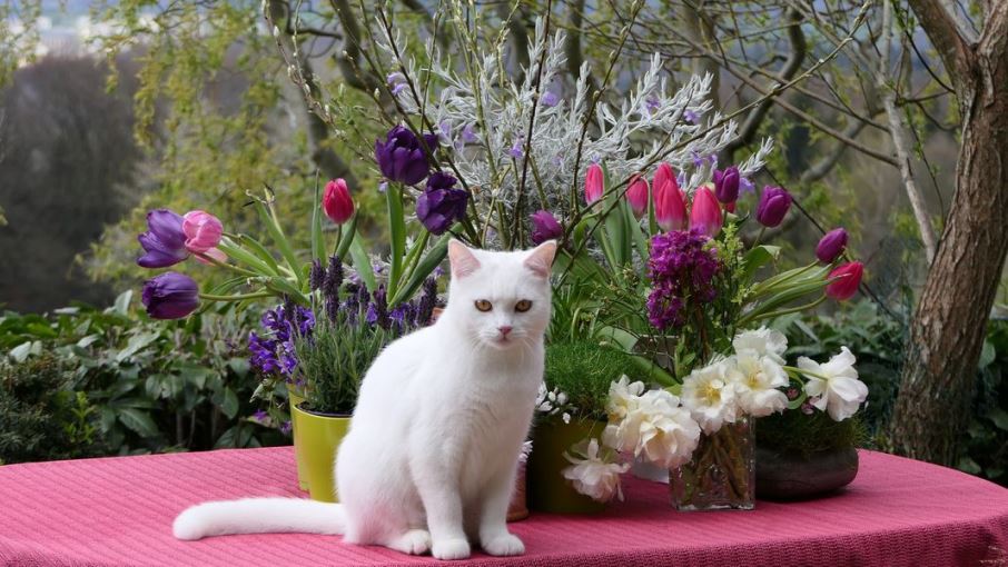 Белый турецкий ван - кошка, которая не боится воды