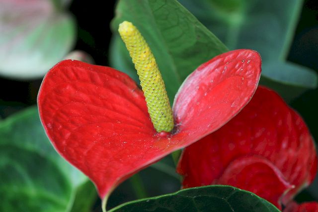 Цветок Антуриум (Anthurium) красный