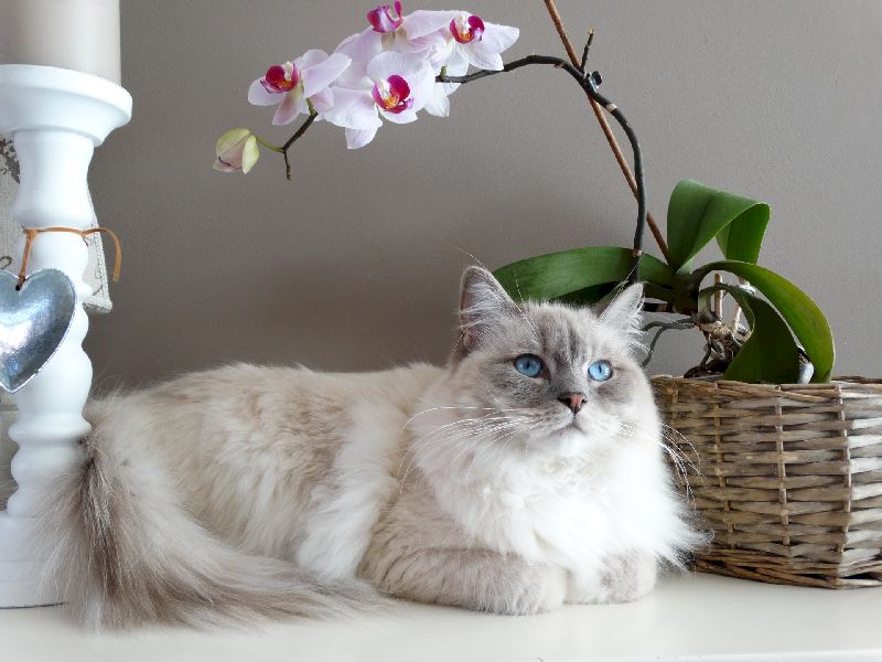 Кошка лежит рядом с ядовитым цветком орхидеи