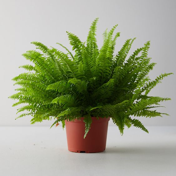 Нефролепис (Boston fern) в горшке