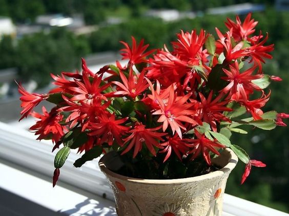 Декабрист (Christmas сactus) с ярко красными цветами