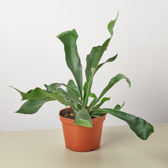 Платицериум или плоскорог (Common staghorn fern) в горшке