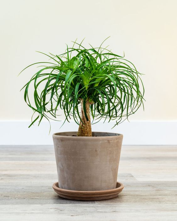 Бокарнея (Ponytail palm) растение в горшке