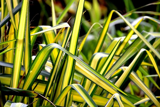 Хлорофитум (Spider plant) крупным планом - безопасное растения для кошек