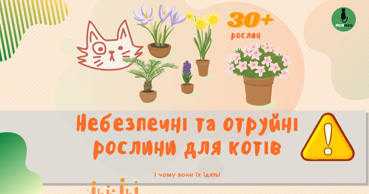 Небезпечні та отруйні рослини для котів
