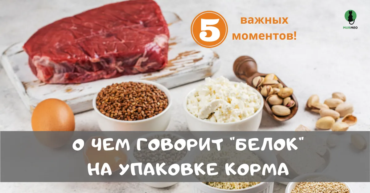 О чем говорит "белок" на упаковке корма — 5 важных моментов