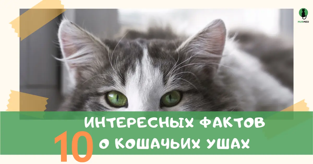 Интересные факты о кошачьих ушах
