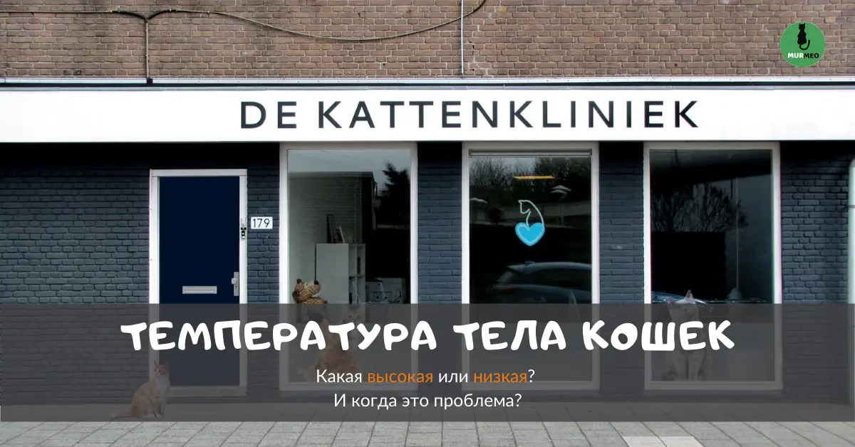 Температура тела кошек: какая высокая или низкая