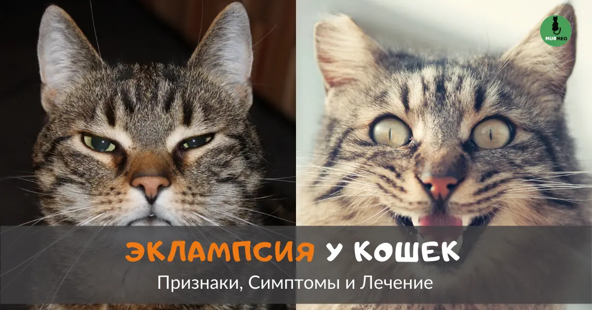 Эклампсия у кошек