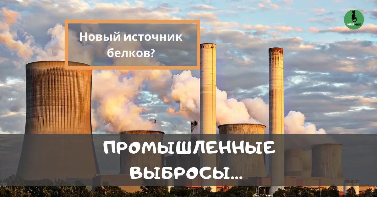 Какие Бывают Наихудшие Ингредиенты Корма для Животных?