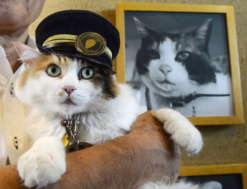 The famous cat Tama, the Japanese stationmaster