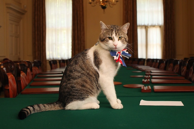A famous cat Larry is the chief mouser of a government residence.