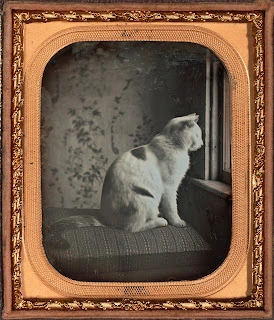 Cat Dixie by Abraham Lincoln