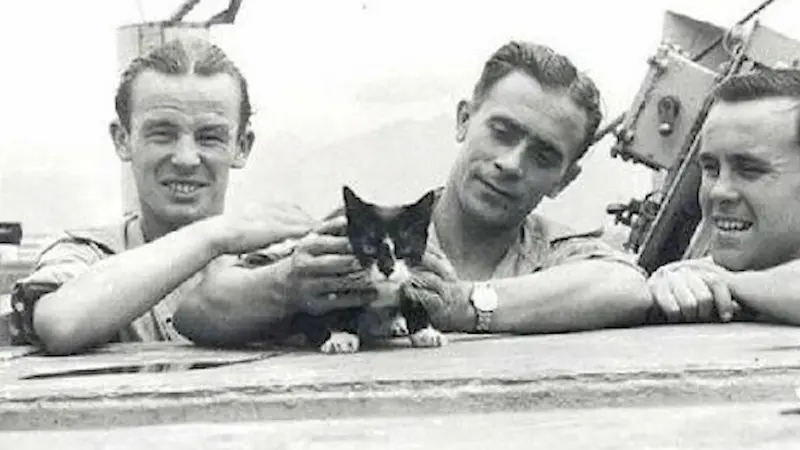 The legendary cat Oscar, or "Unsinkable Sam."