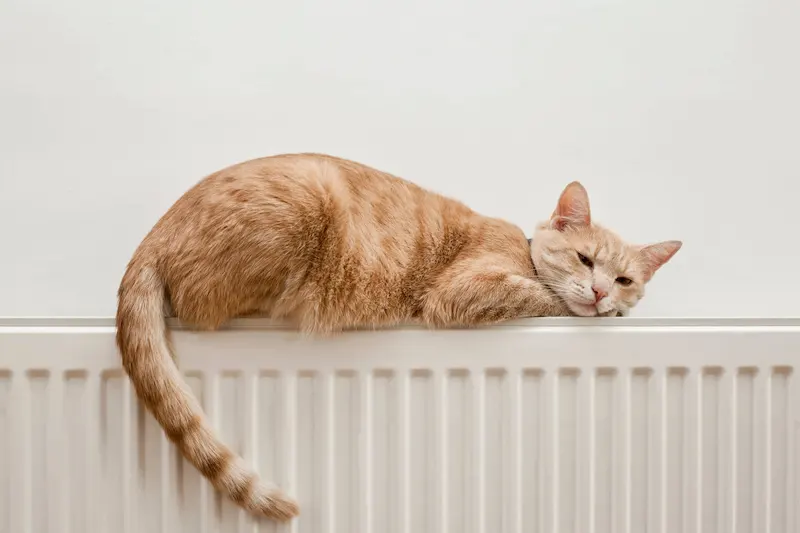 Red cat lying on the radiator
