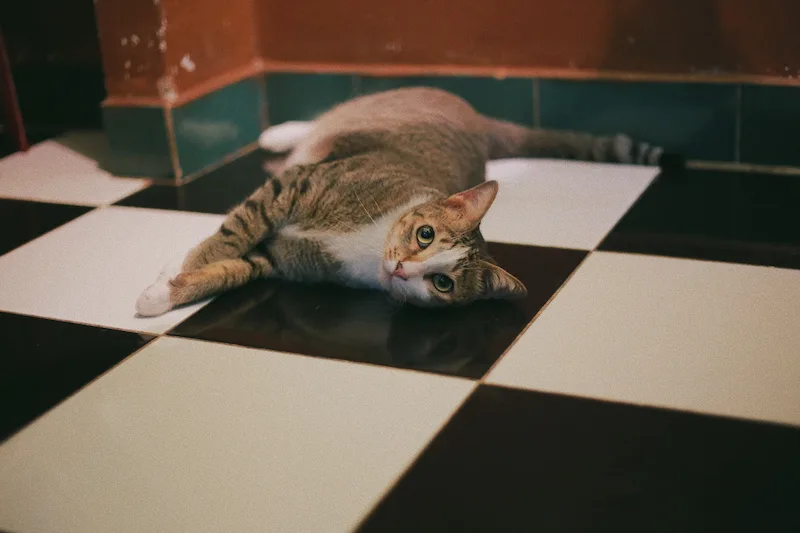 The cat is lying on a black and white tile floor