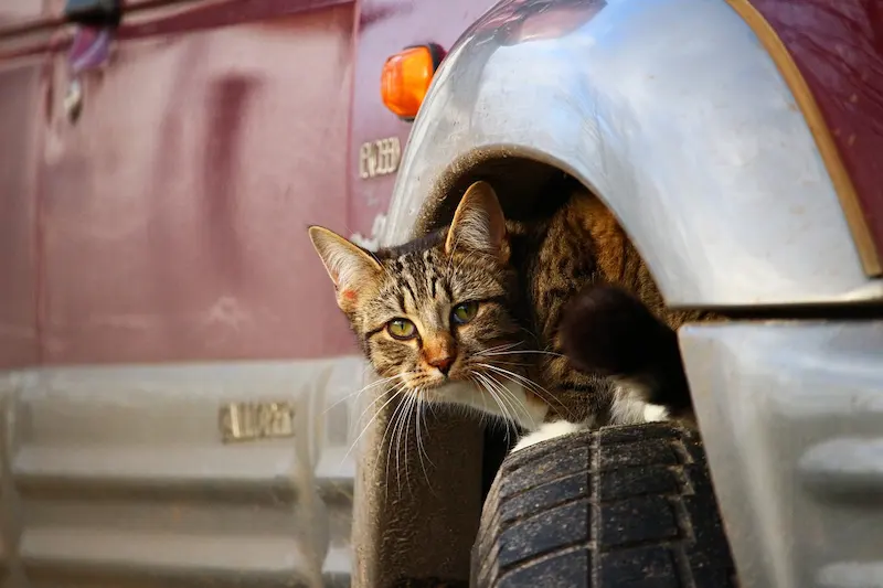 A cat sits in a dangerous place on a car wheel