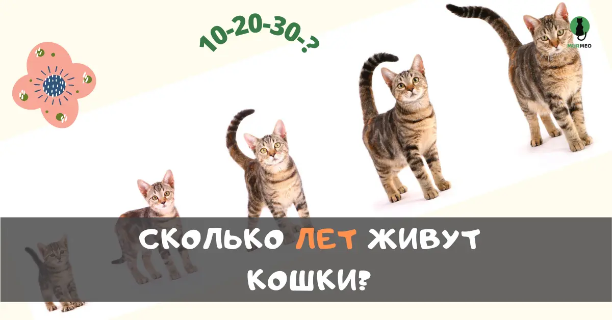 Баннер - сколько лет живут кошки?