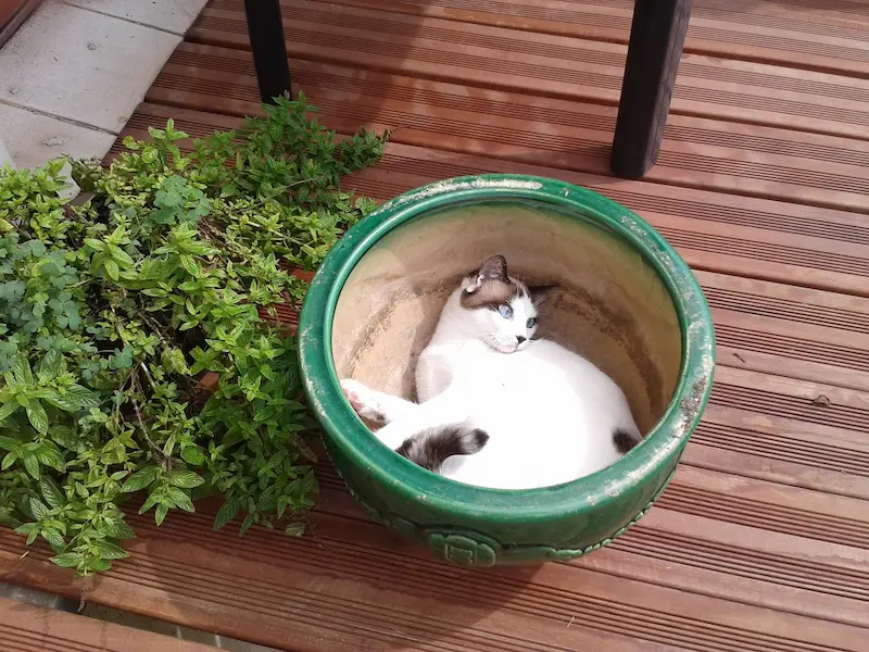 A white cat hiding in a flowerpot.