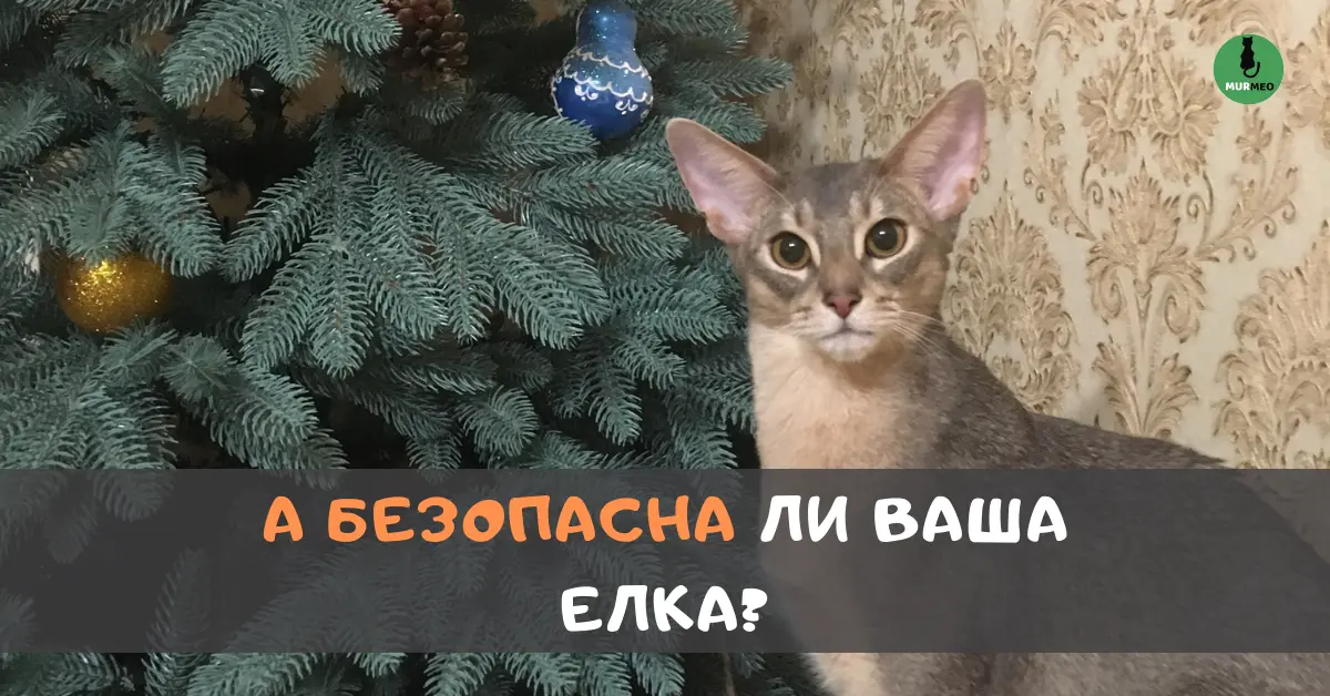 Голубой абиссинский кот возле новогодней елки