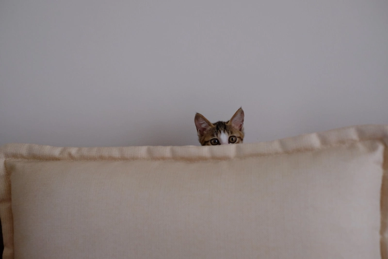Kitten peeks out from behind the couch
