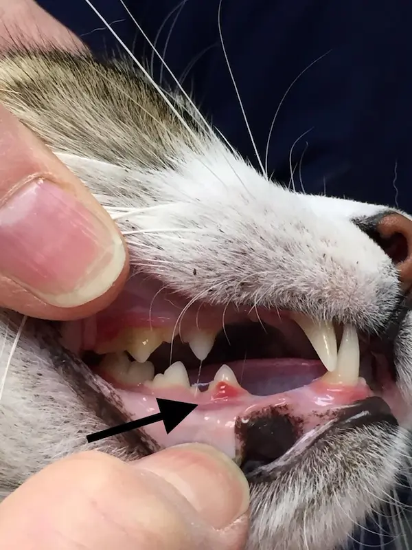 Cat stomatitis
