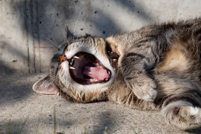 A cat with an open mouth