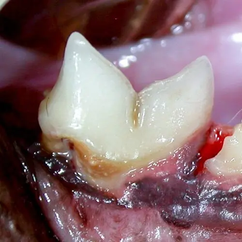 Halitosis in a cat with receding gums