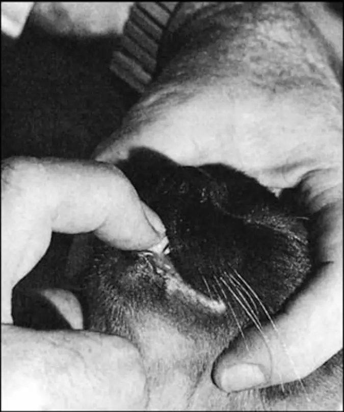 How to open a cat's mouth -1