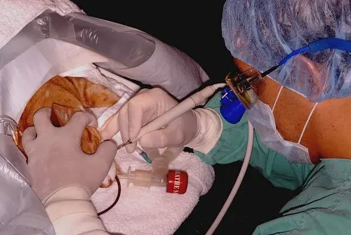 Removal of tartar in a cat under anesthesia