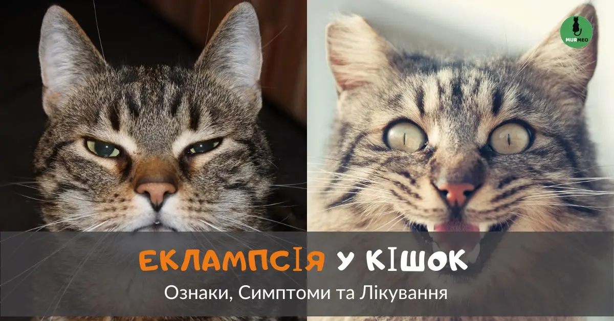 Еклампсія у кішок - баннер