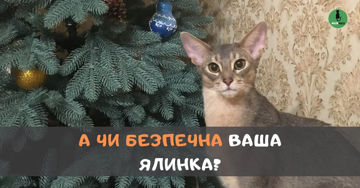 Блакитний абіссинський кіт біля новорічної ялинки