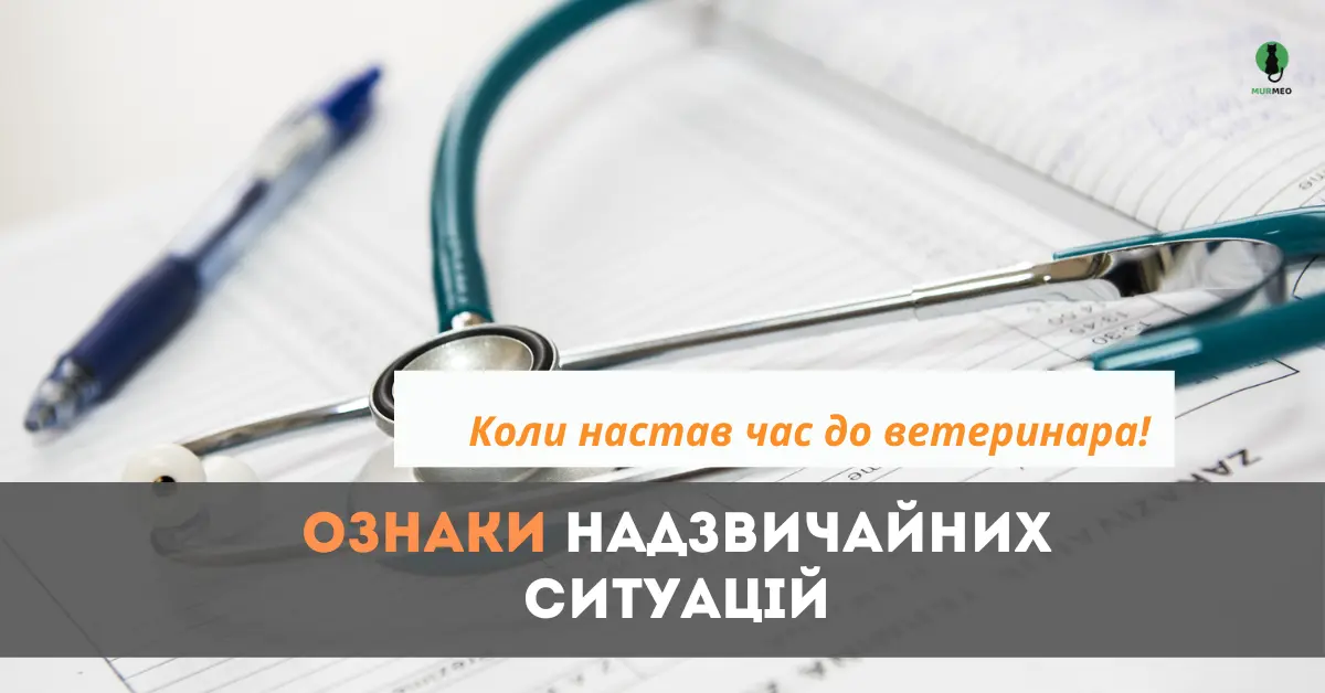 Ознаки надзвичайних ситуацій з котами
