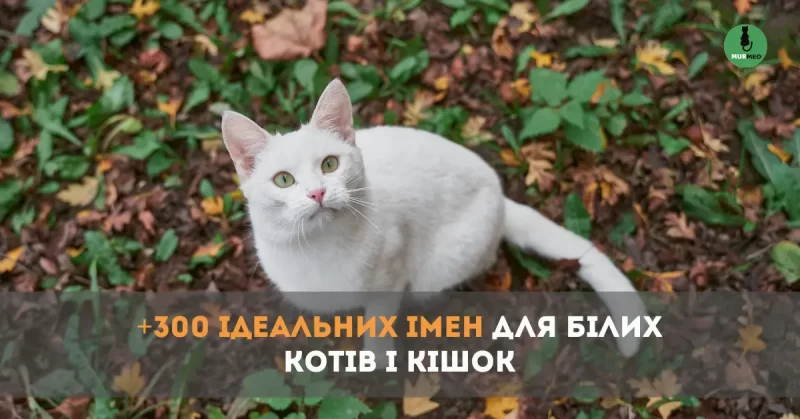 Як Назвати Білого Кота чи Кішку? 300+ Популярних Імен