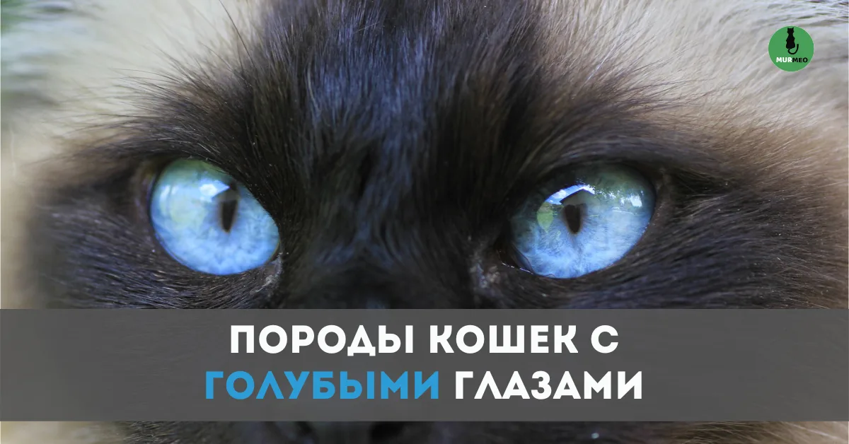 ТОП 10 кошек с голубыми глазами