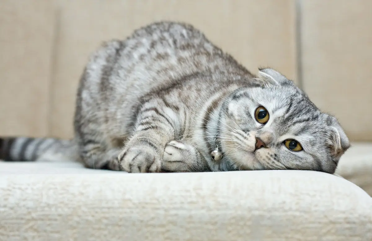 Scottish Fold lies on the couch