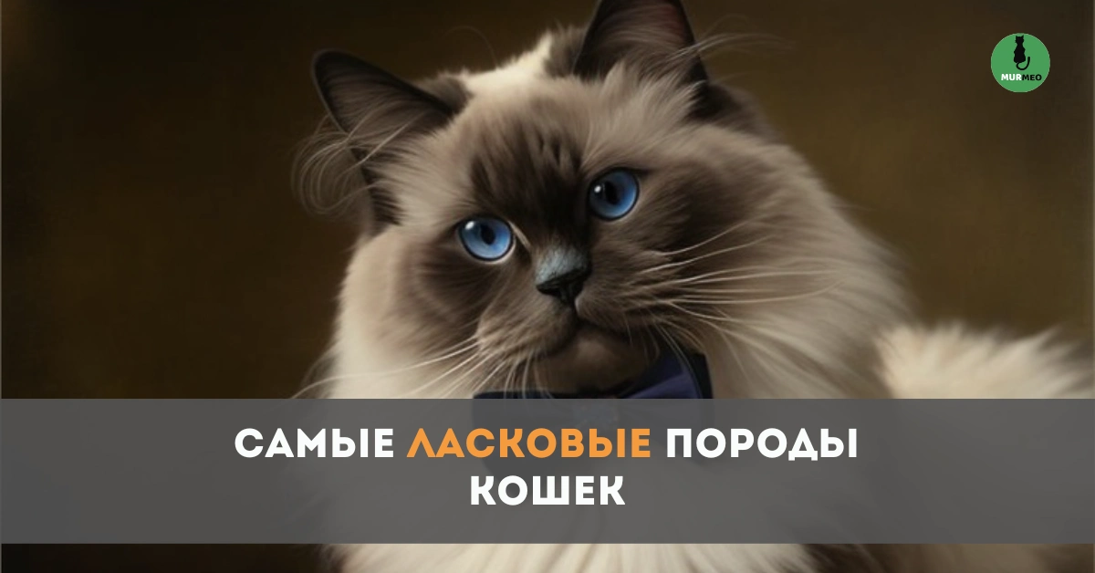 Самые ласковые породы кошек - баннер