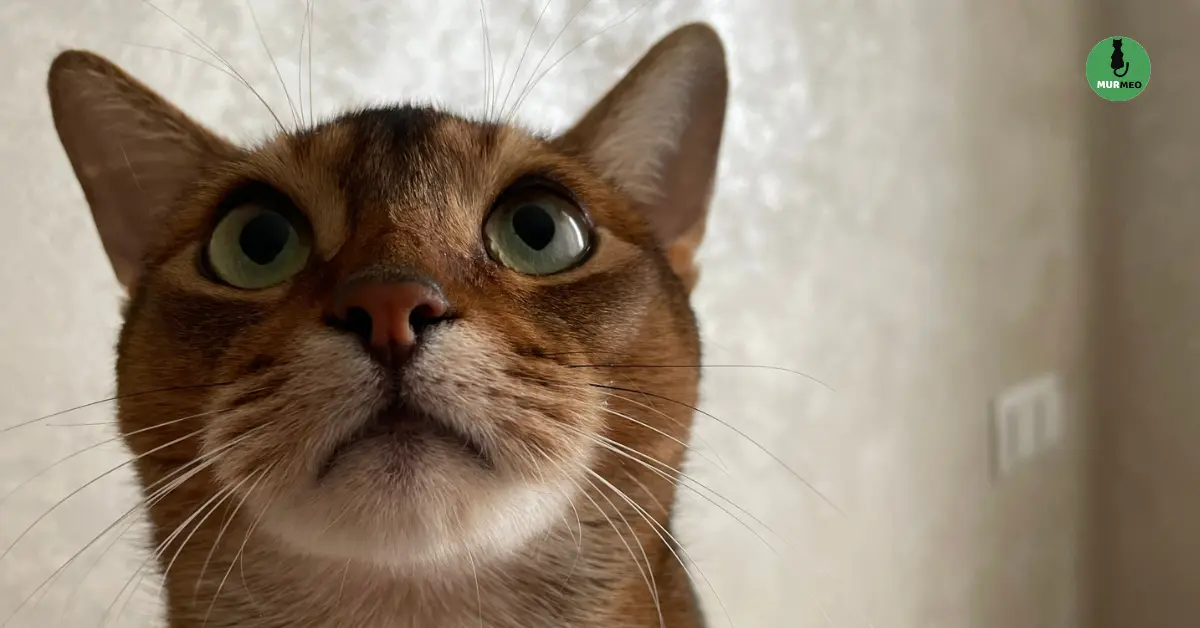 Усы абиссинской кошки крупным планом