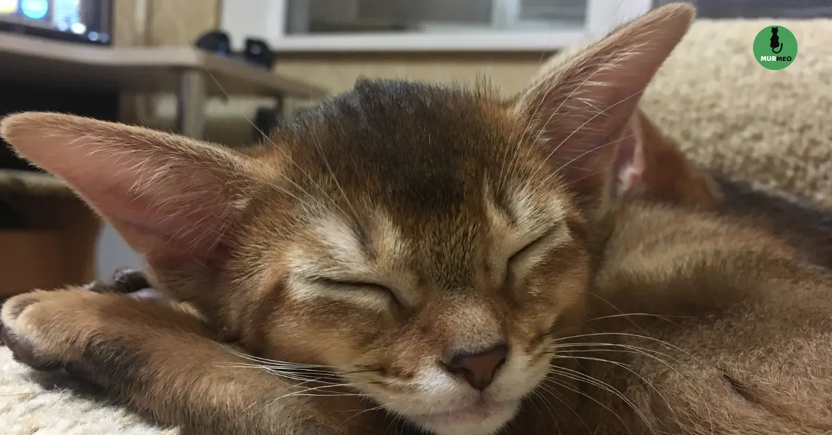 Как растут абиссинские котята