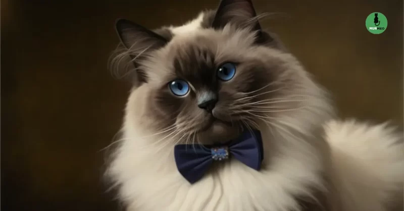 Регдол з бантиком