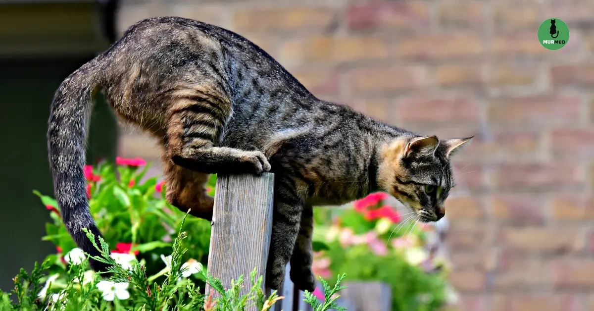 Органы Чувств у Кошек: Как Кошки Воспринимают Окружающий Мир