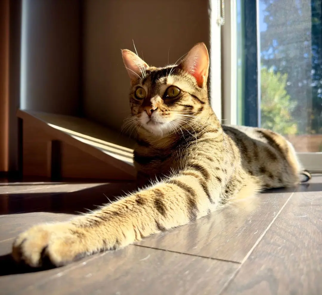 Чіто - експериментальна порода кішок