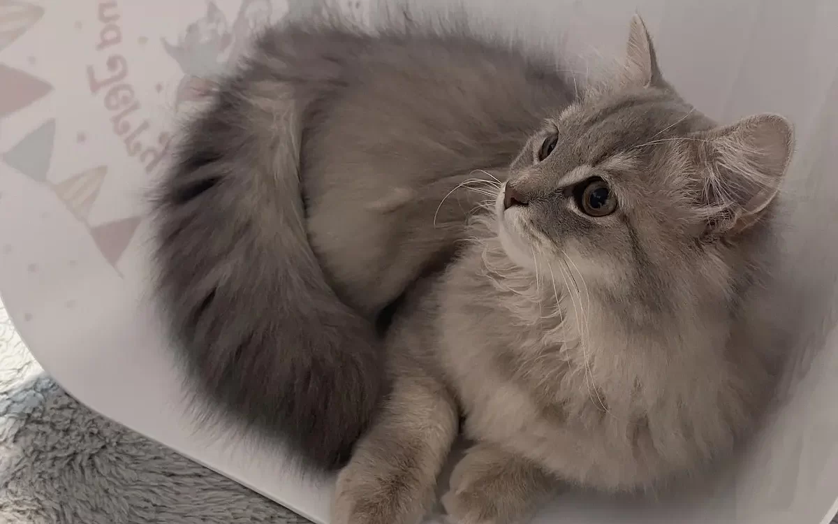 Менуэт порода кошек с плоской мордой