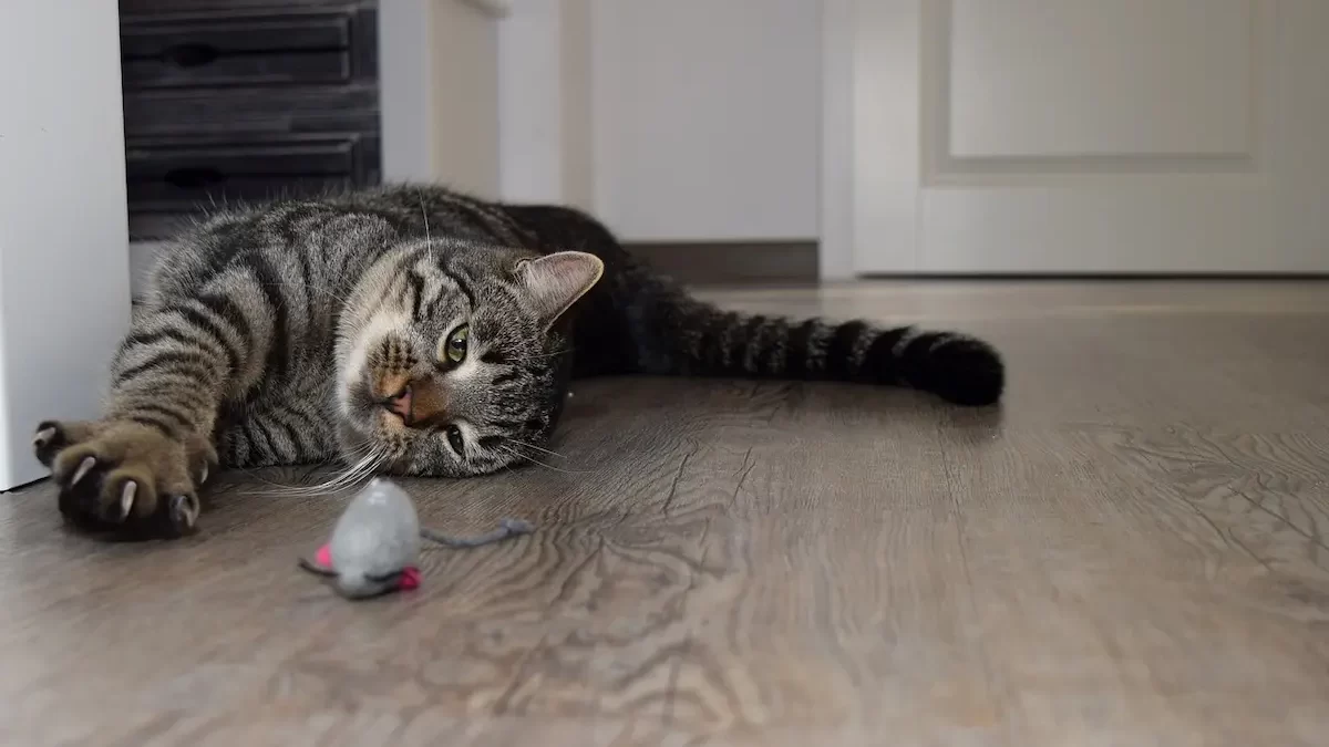 Сірий кіт грається з іграшкою мишкою