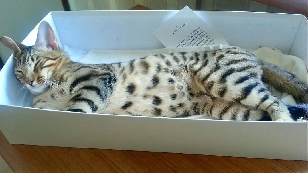 Кішка породи Серенгеті лежить у коробці