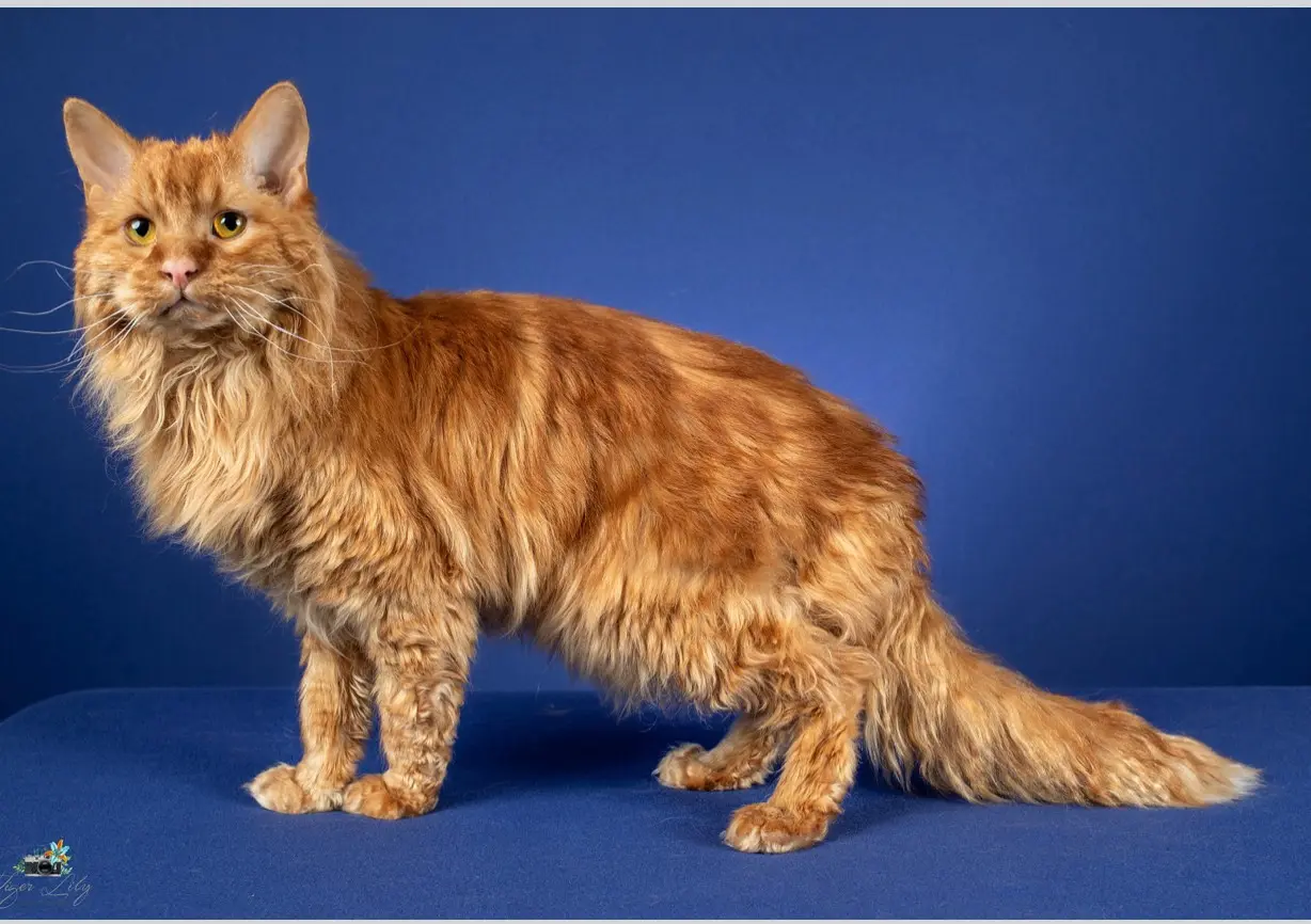 Теннессі-рекс - нова порода кішок