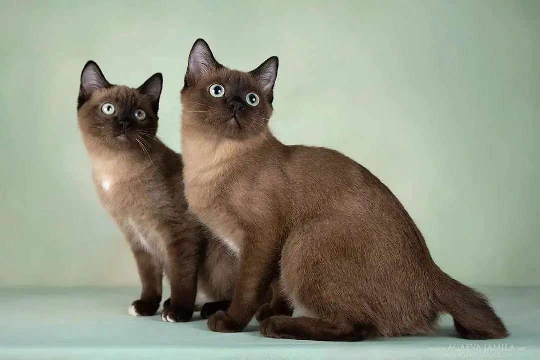 Той-боб - нова порода котів